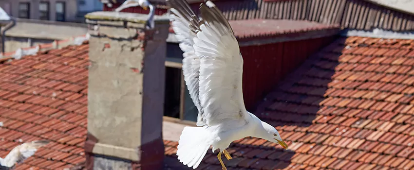 Residential Chimney Animal Removal Solution in Columbia, SC