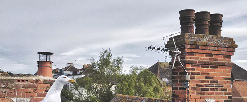 Chimney Cleaning And Restoration in Columbia, South Carolina